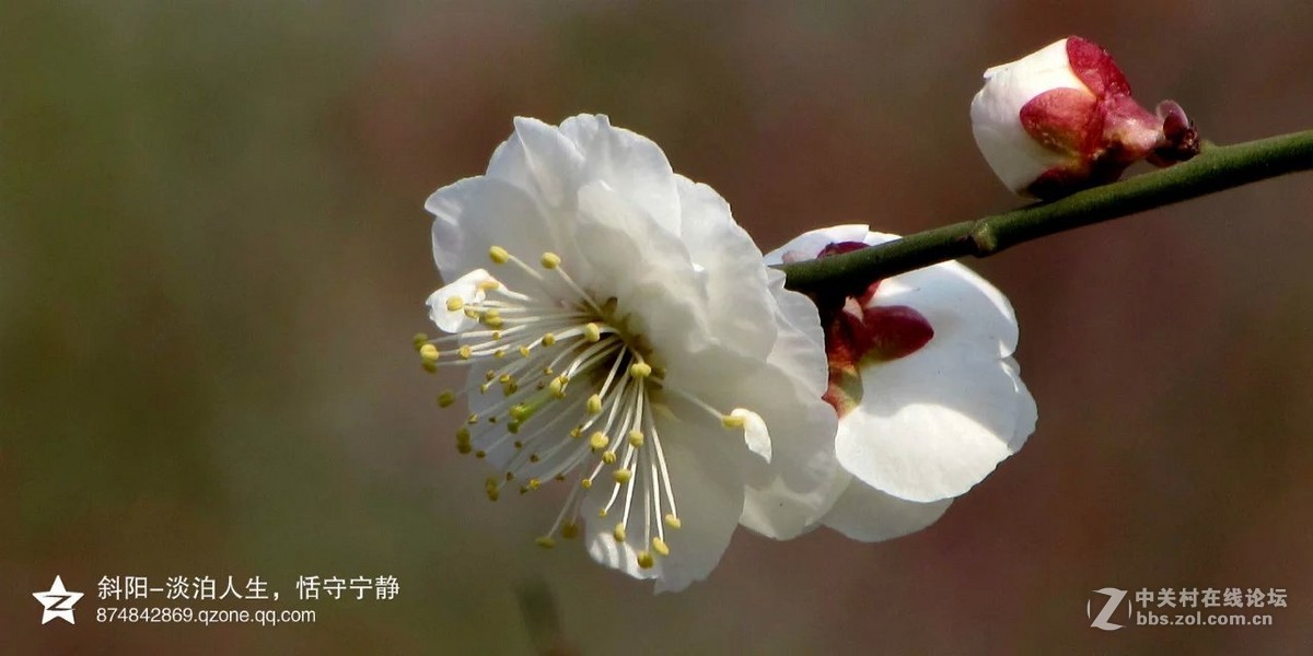 阳春三月【安阳掠影】