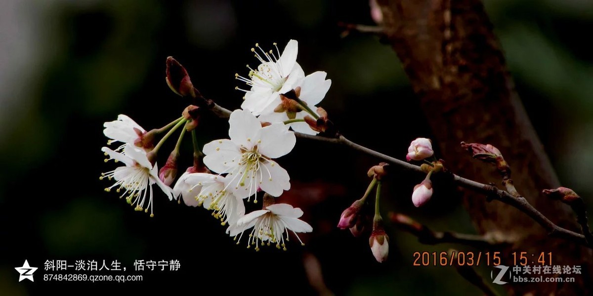 阳春三月【安阳掠影】