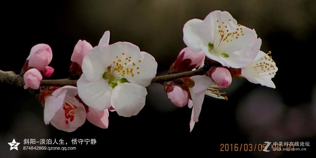 阳春三月【安阳掠影】