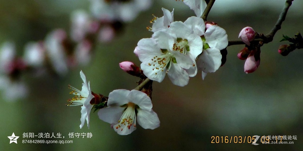 阳春三月【安阳掠影】