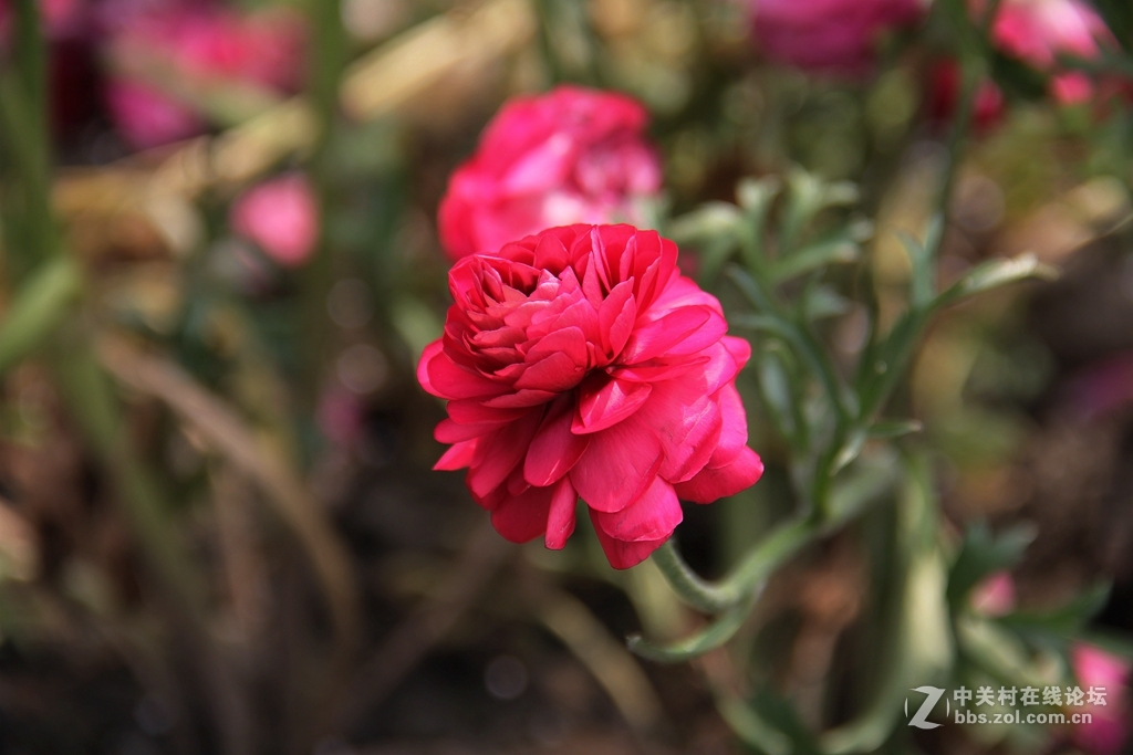 #ZOL月赛-四月物语#记录诗意的四月'花毛莨'