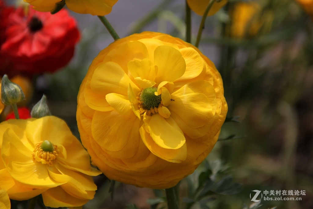 #ZOL月赛-四月物语#记录诗意的四月'花毛莨'