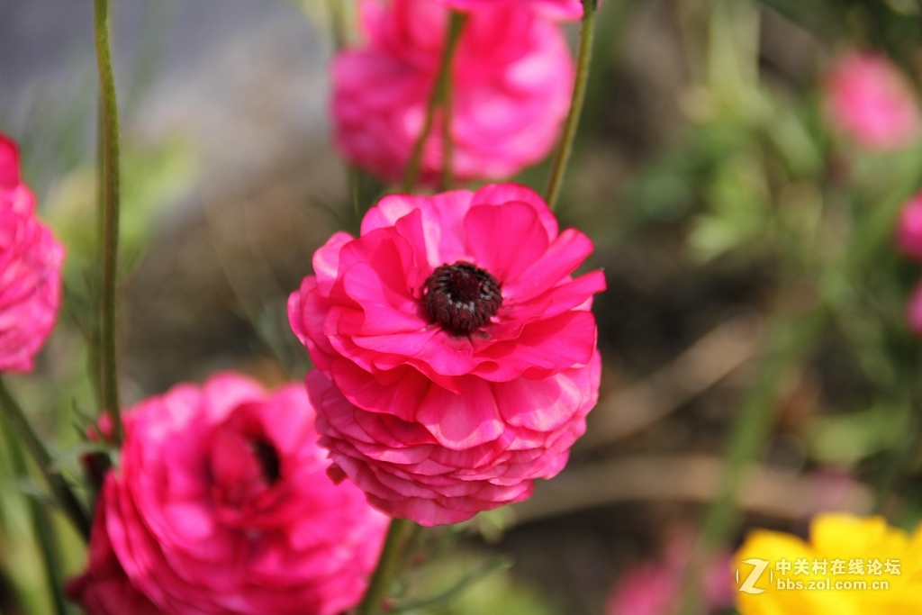 #ZOL月赛-四月物语#记录诗意的四月'花毛莨'