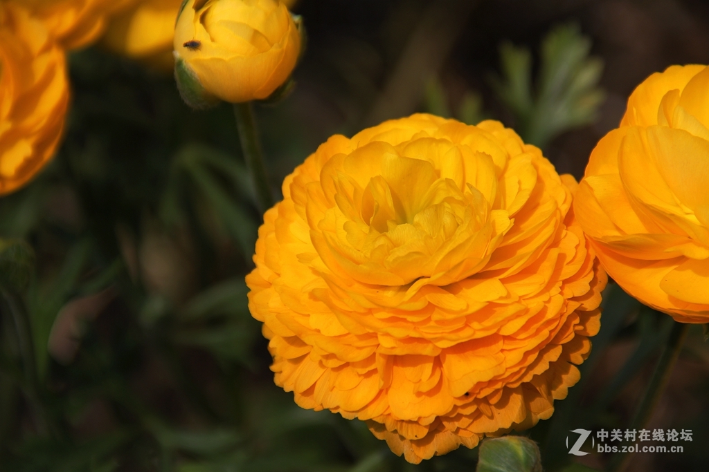 #ZOL月赛-四月物语#记录诗意的四月'花毛莨'