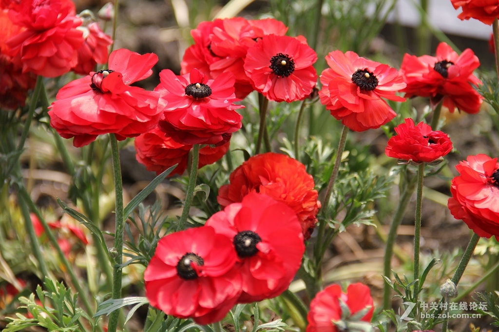 #ZOL月赛-四月物语#记录诗意的四月'花毛莨'