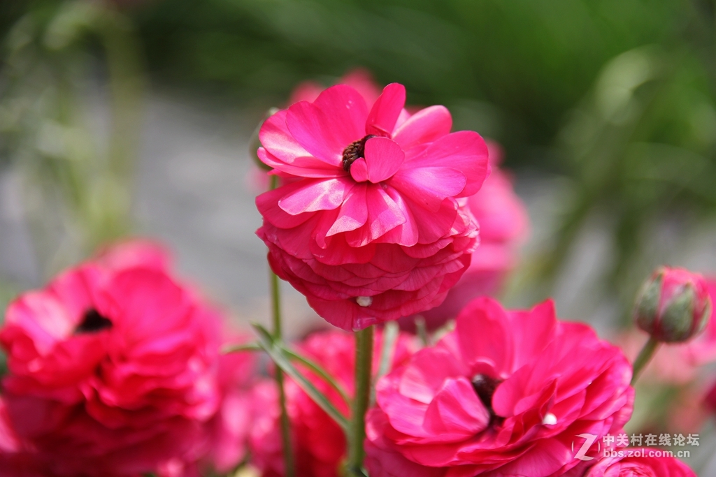 #ZOL月赛-四月物语#记录诗意的四月'花毛莨'