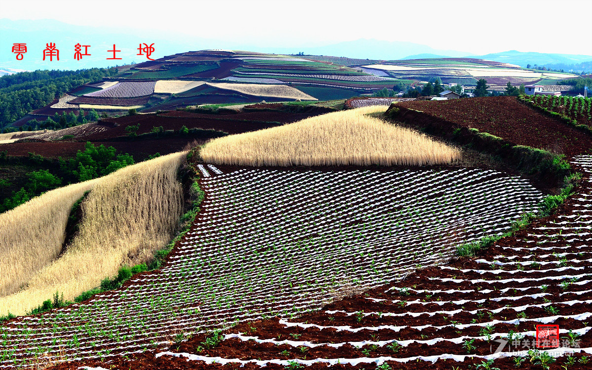 昆明东川红土地Ⅴ——与师友们欢度父亲节