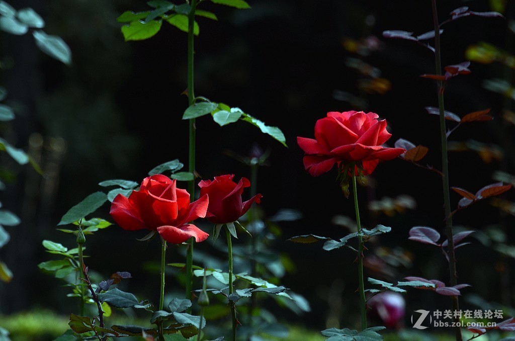 月季花--------光影
