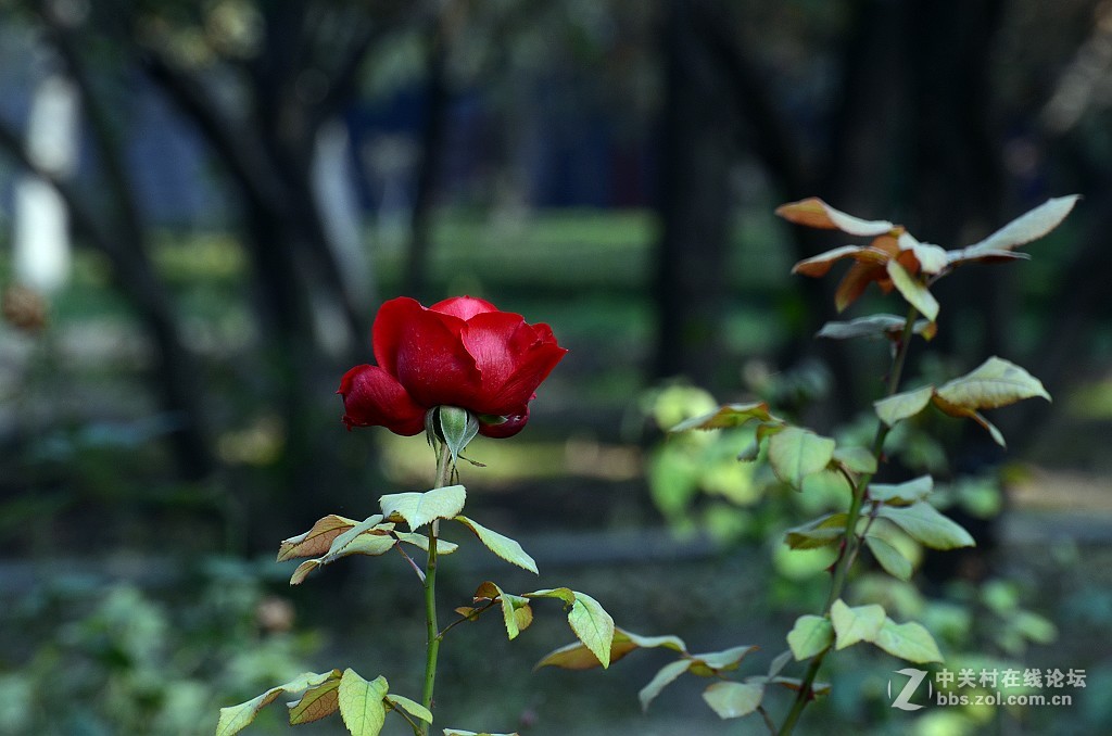 月季花--------光影