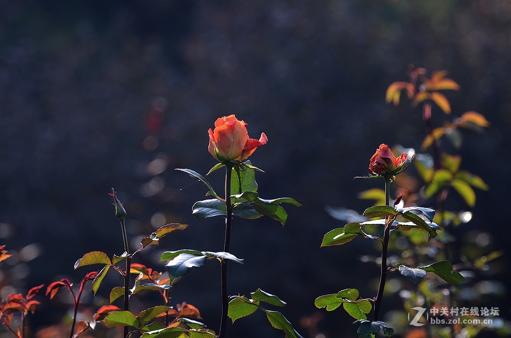 月季花--------光影