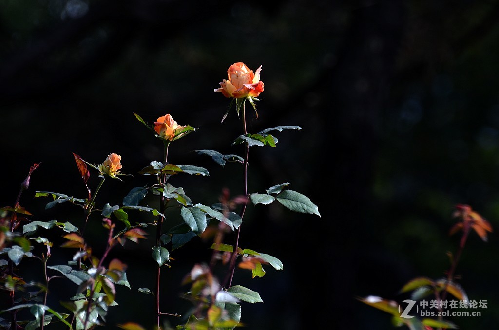 月季花--------光影