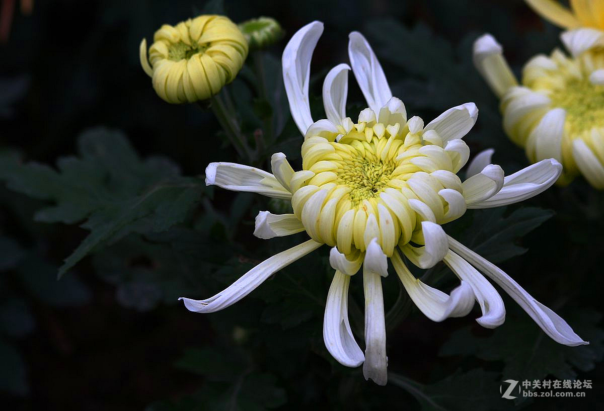 菊花（十六）