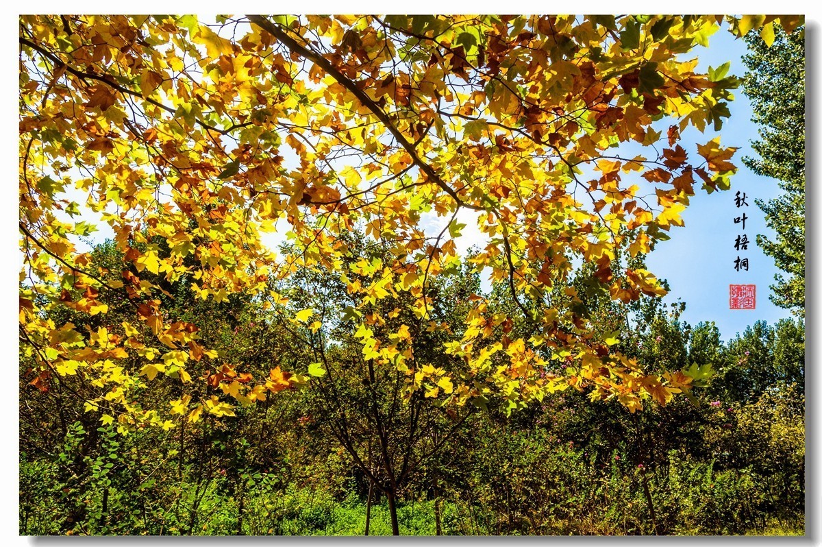 枫树林里秋天的落叶高清图片下载-正版图片500512185-摄图网