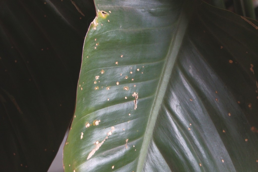 中长焦端的表现