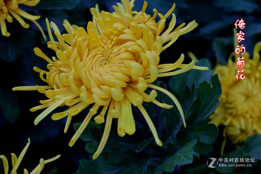 俺家的菊花