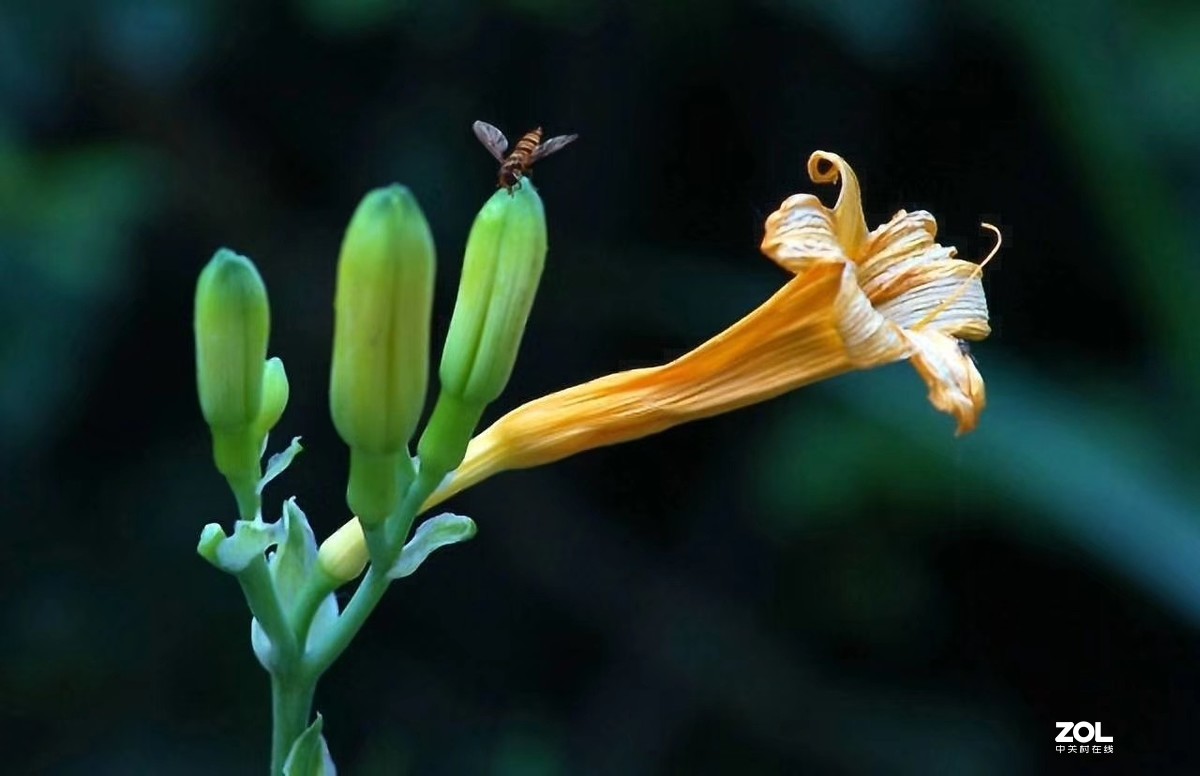 昨日黄花