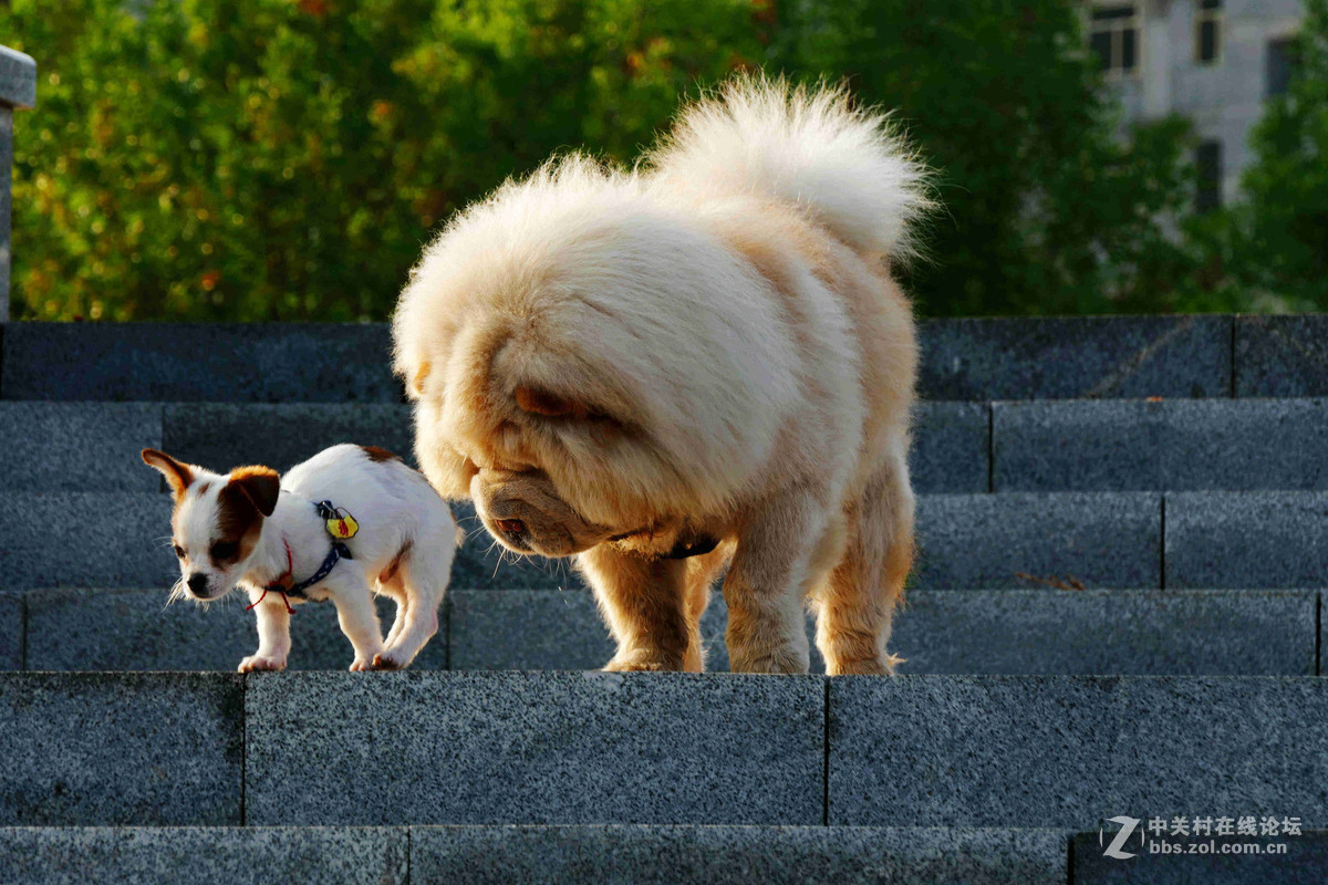 #我的2015摄影总结# 温柔的松狮