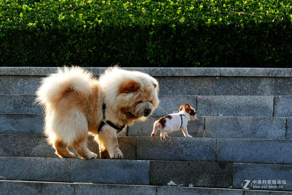 #我的2015摄影总结# 温柔的松狮