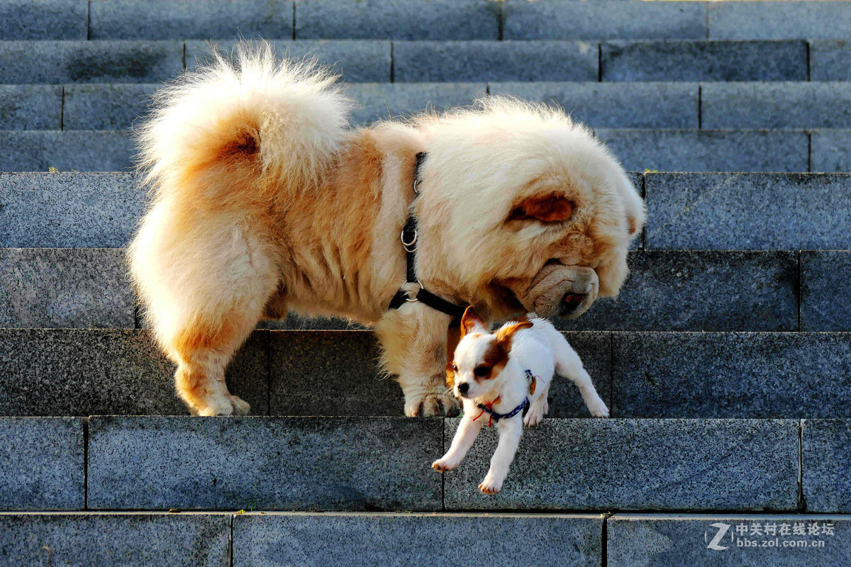 #我的2015摄影总结# 温柔的松狮