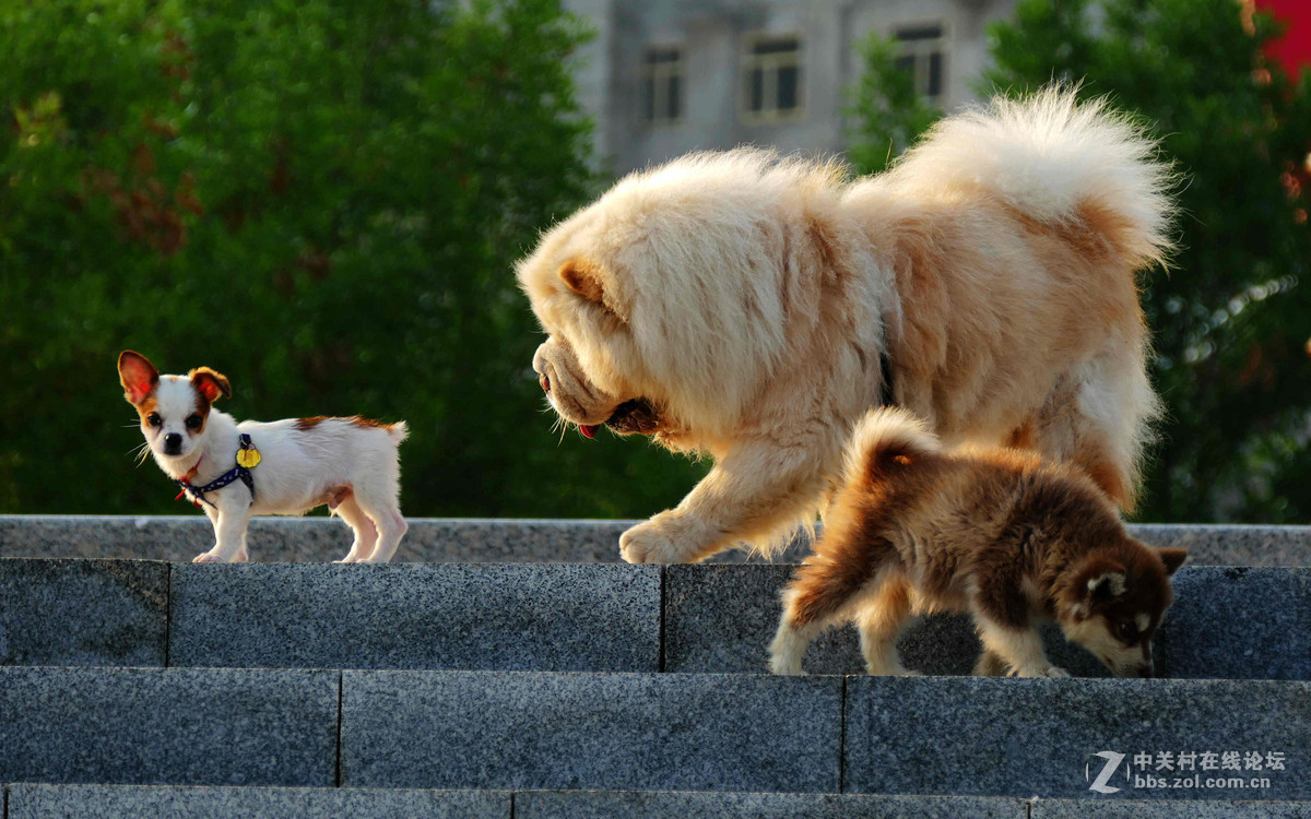 #我的2015摄影总结# 温柔的松狮