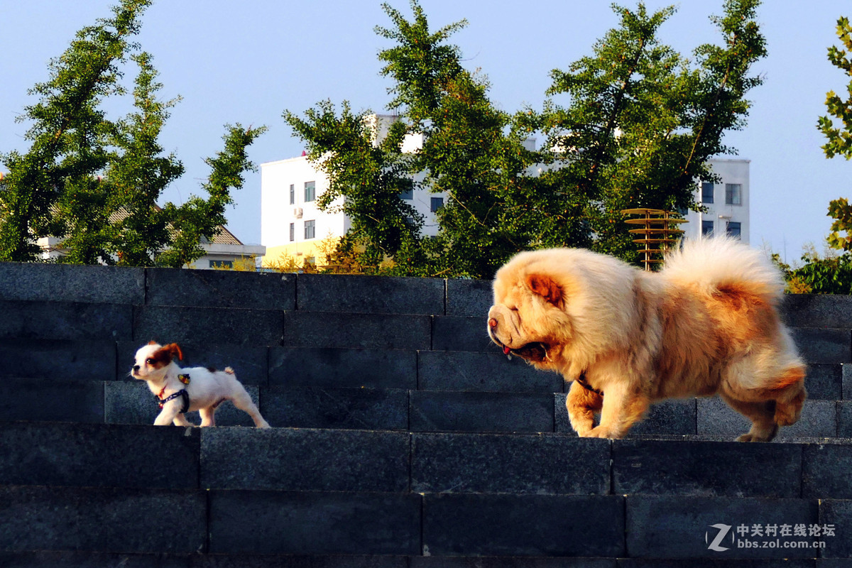 #我的2015摄影总结# 温柔的松狮