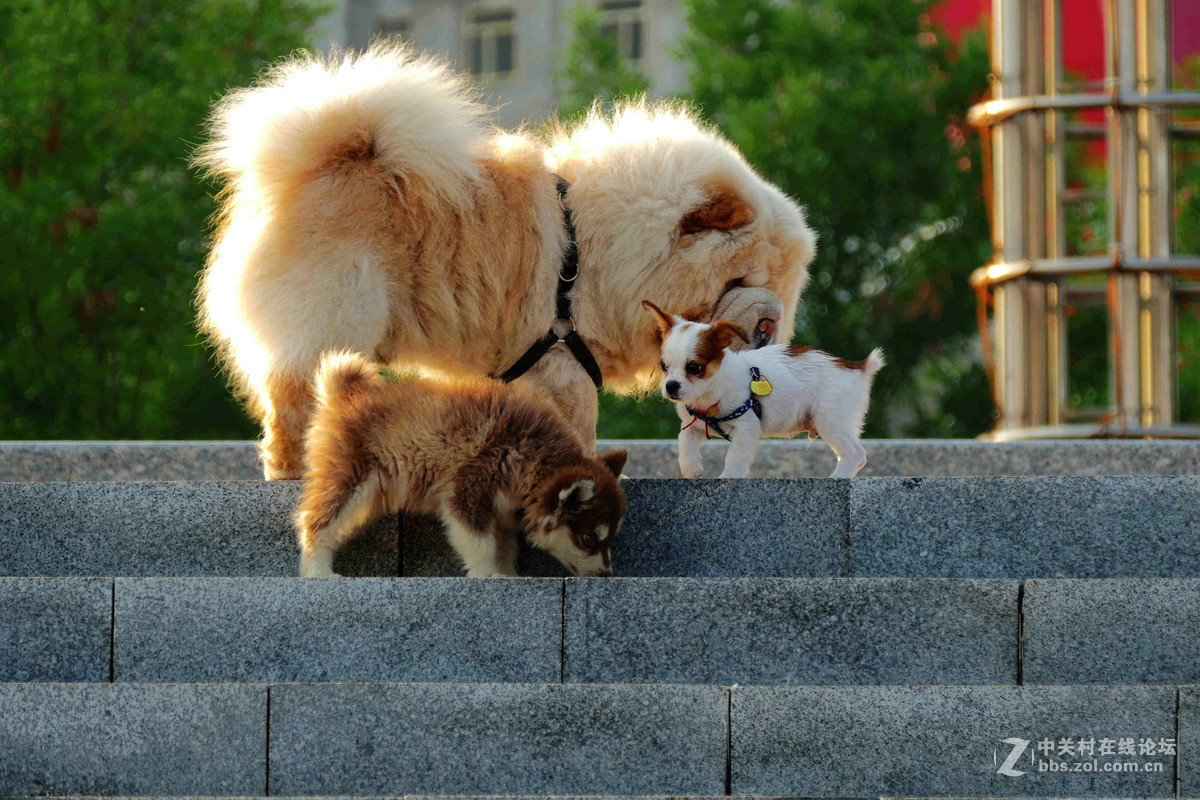 #我的2015摄影总结# 温柔的松狮