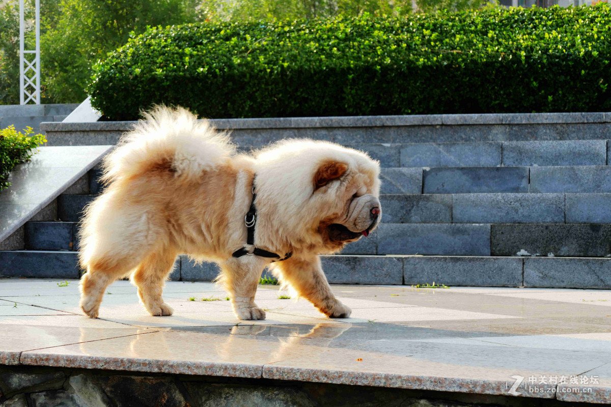 #我的2015摄影总结# 温柔的松狮