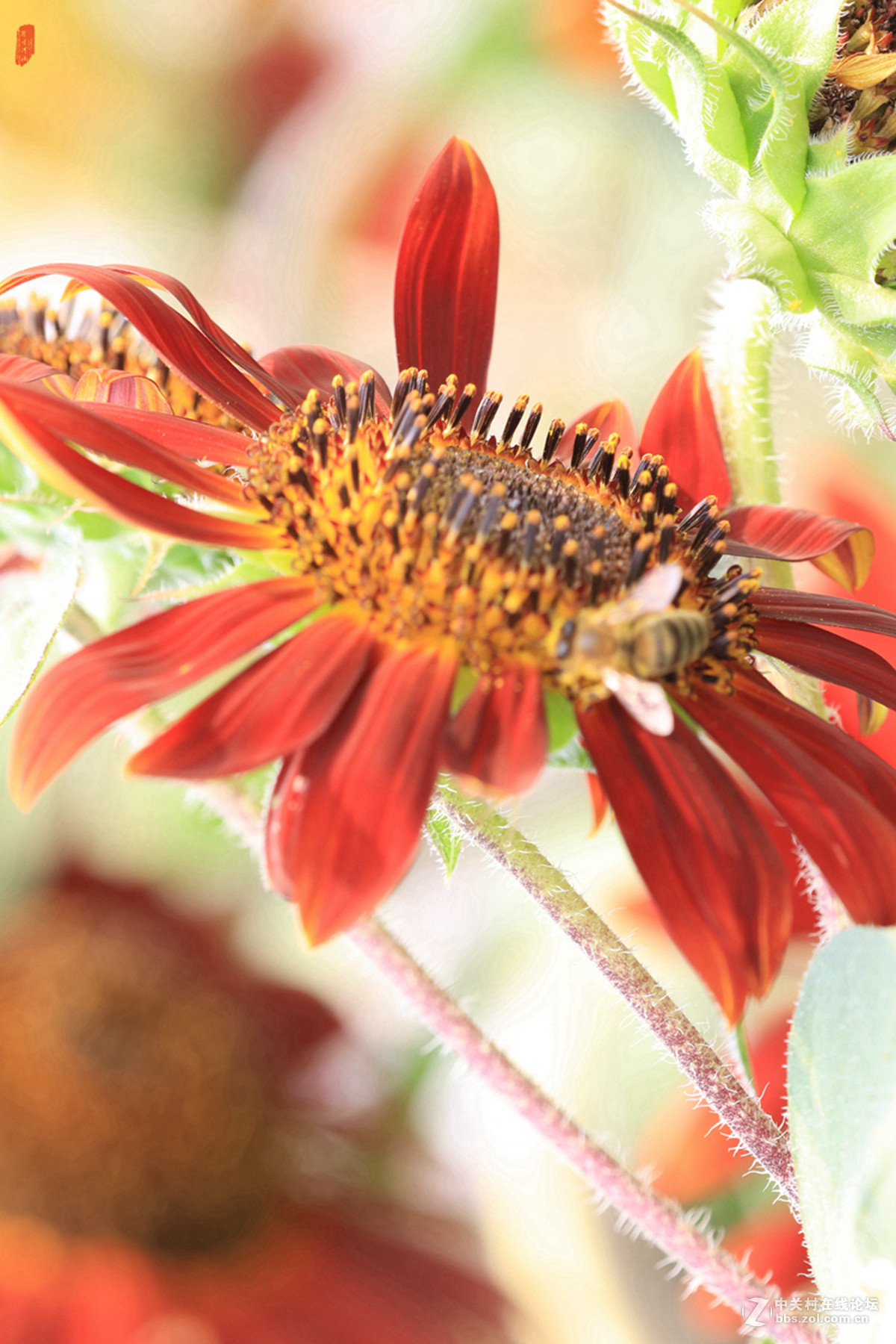 记忆——2015微距之油葵