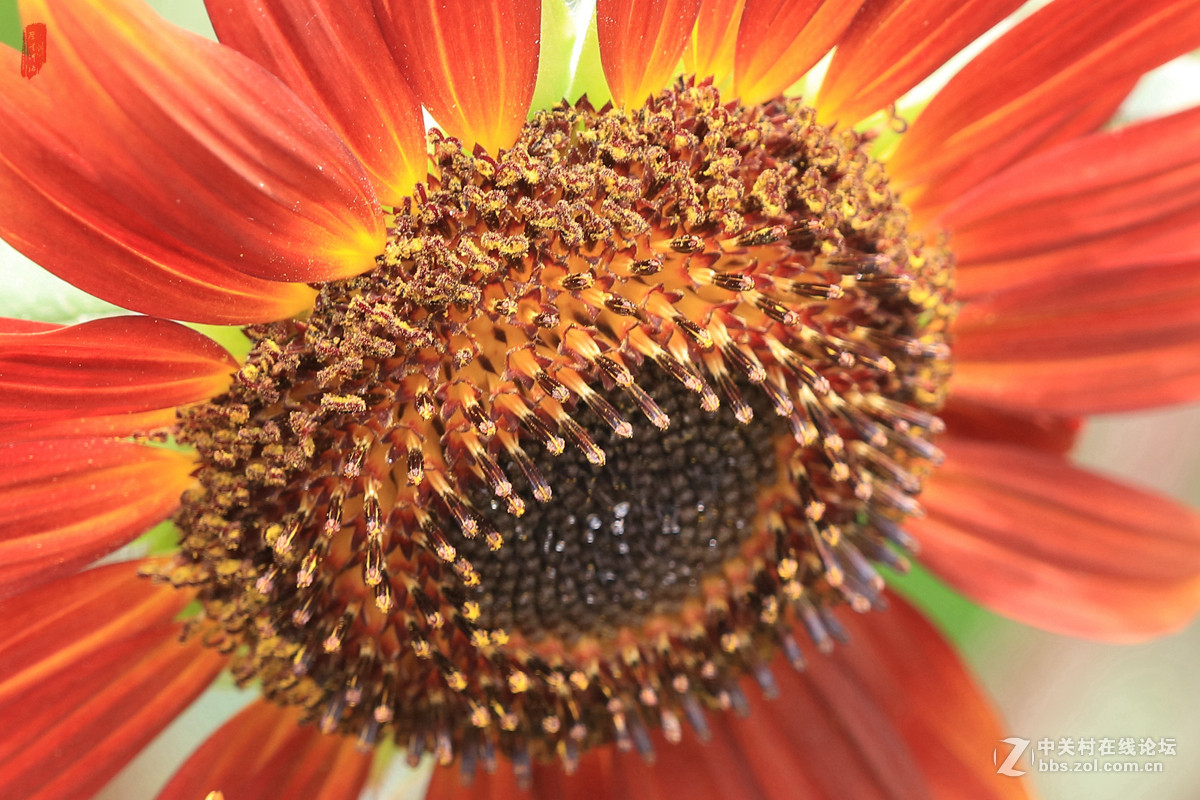 记忆——2015微距之油葵