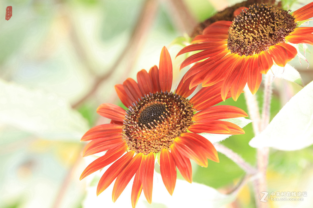 记忆——2015微距之油葵