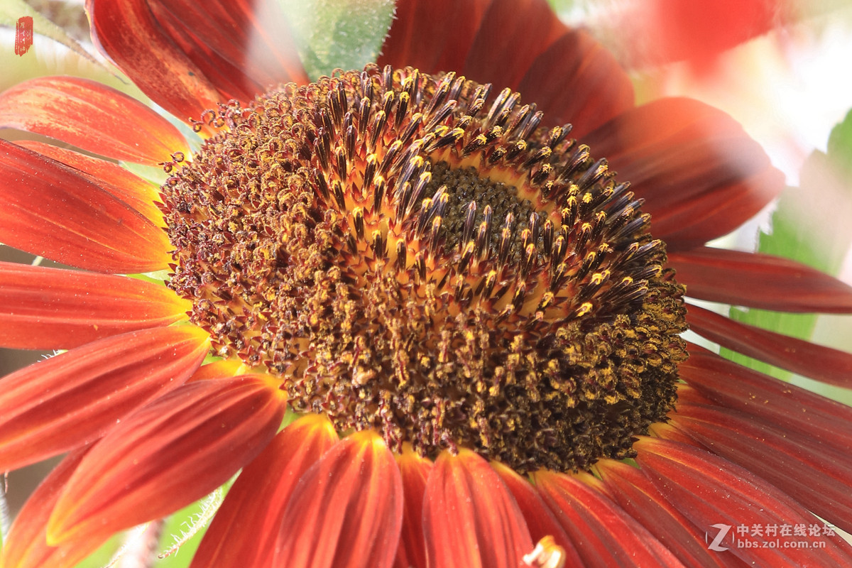 记忆——2015微距之油葵