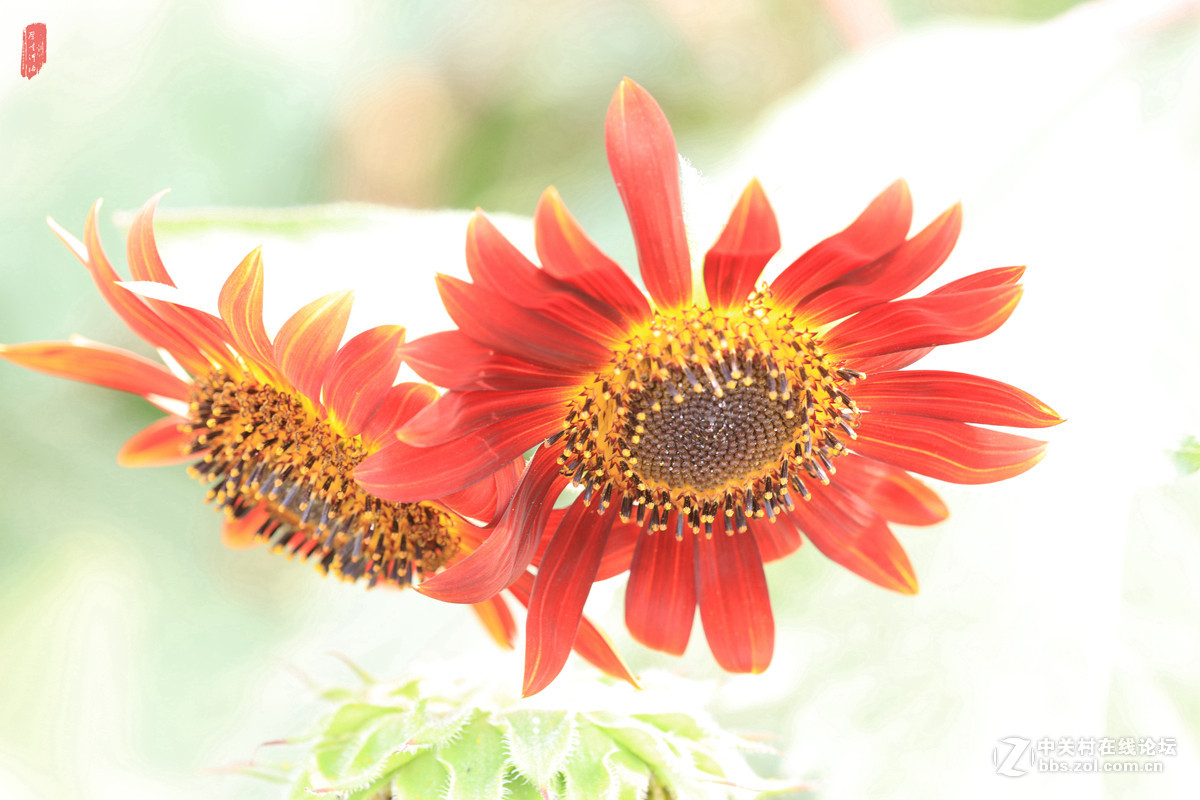 记忆——2015微距之油葵