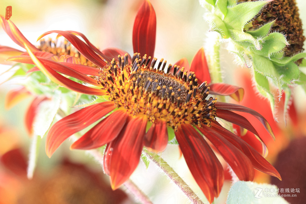 记忆——2015微距之油葵