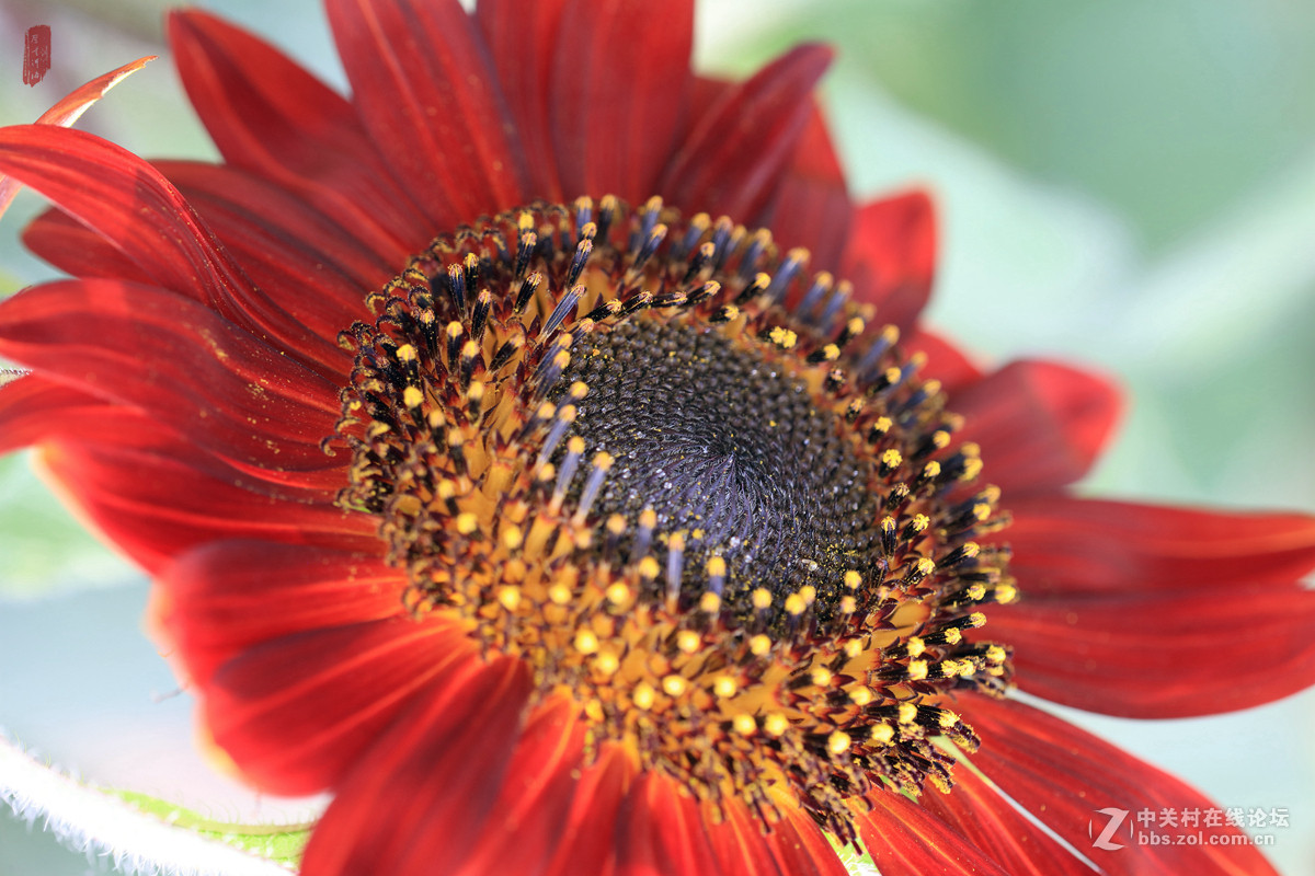 记忆——2015微距之油葵