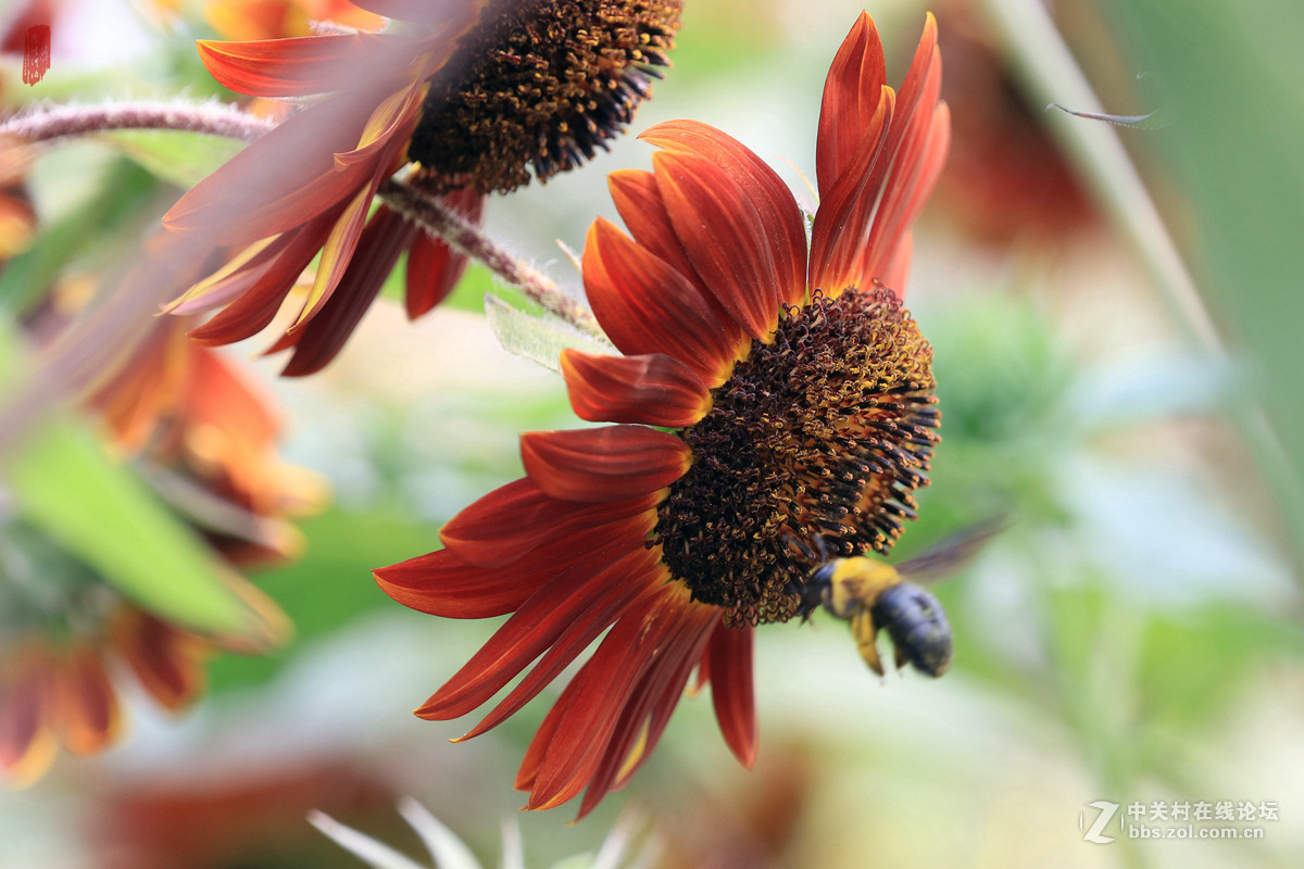 记忆——2015微距之油葵