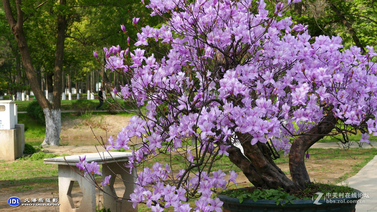 解放公园盆景花美