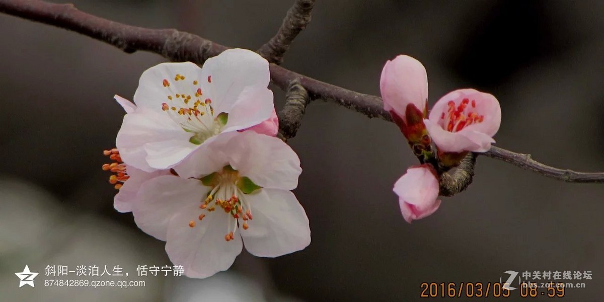 阳春三月【安阳掠影】
