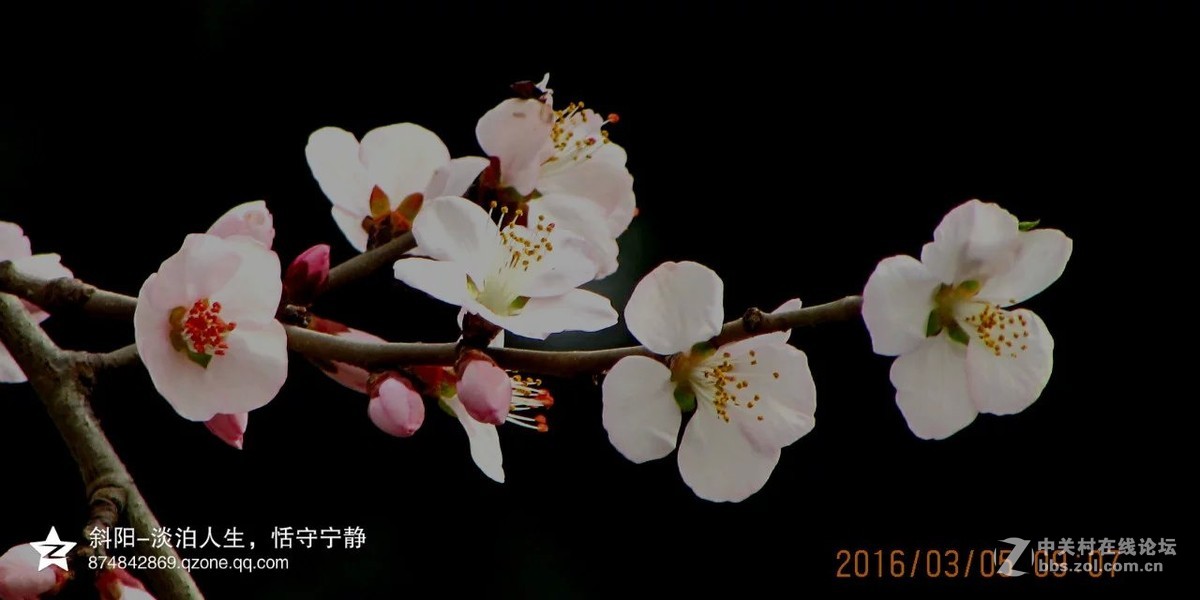 阳春三月【安阳掠影】