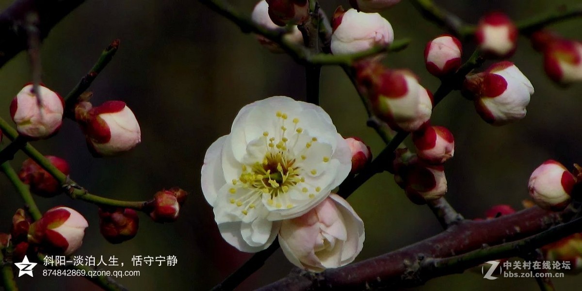 阳春三月【安阳掠影】