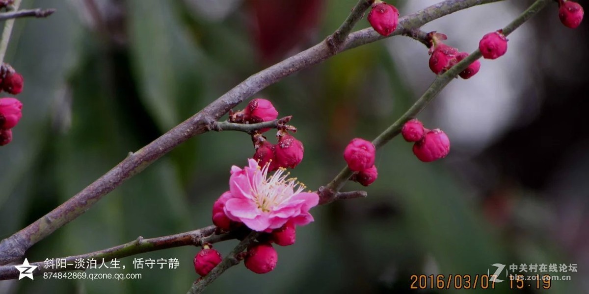 阳春三月【安阳掠影】