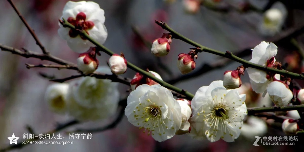 阳春三月【安阳掠影】