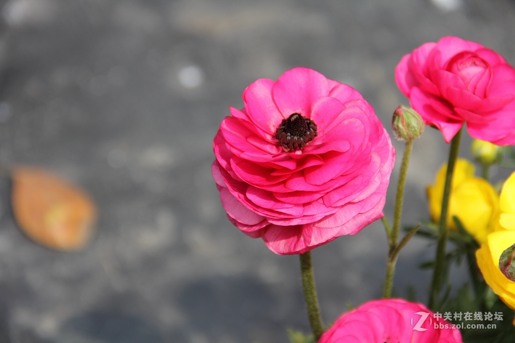 #ZOL月赛-四月物语#记录诗意的四月'花毛莨'