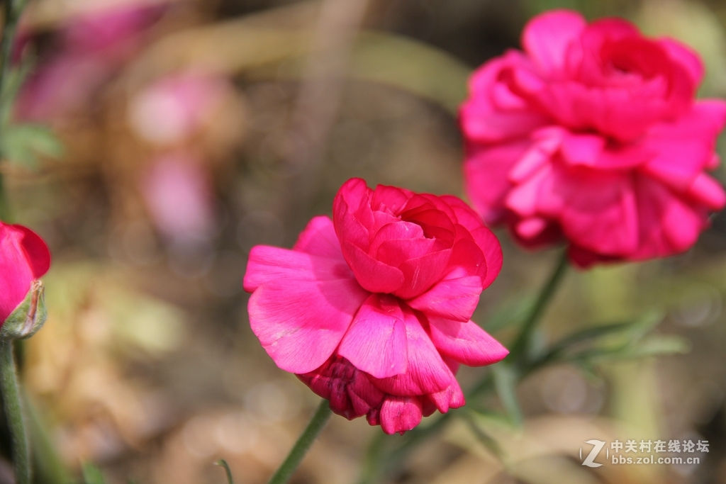 #ZOL月赛-四月物语#记录诗意的四月'花毛莨'