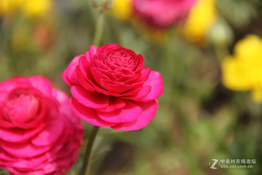 #ZOL月赛-四月物语#记录诗意的四月'花毛莨'