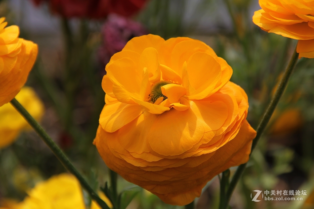 #ZOL月赛-四月物语#记录诗意的四月'花毛莨'