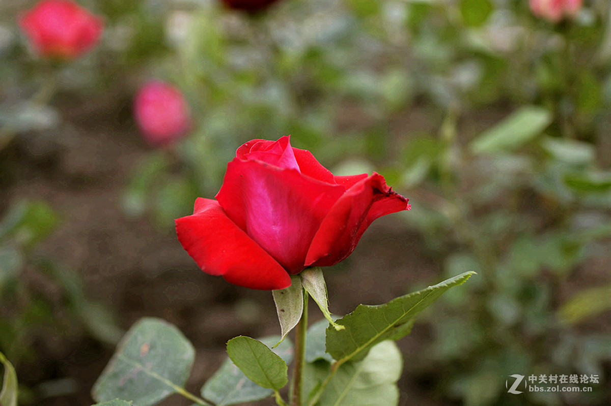 月~季~花——-中关村在线摄影论坛