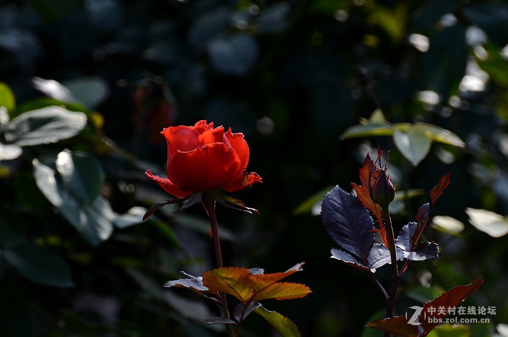 月季花--------光影