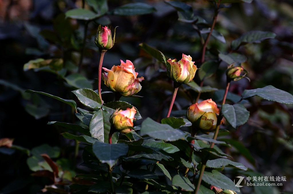 月季花--------光影