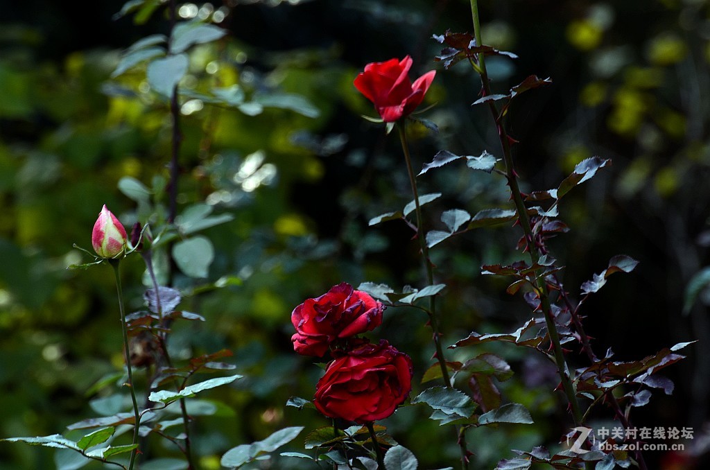 月季花--------光影