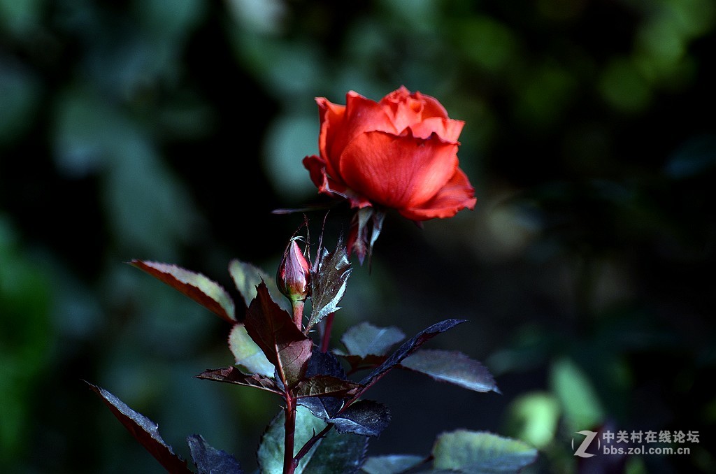 月季花--------光影